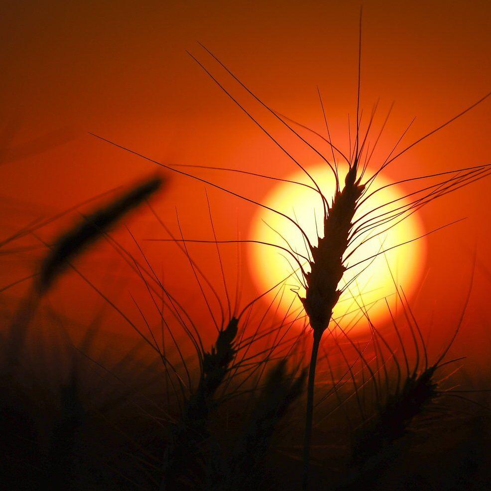 Drought deepens in Eastern Canada as West sees some improvement: monitor
